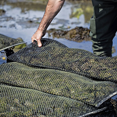 image of volunteer managing oyster bed