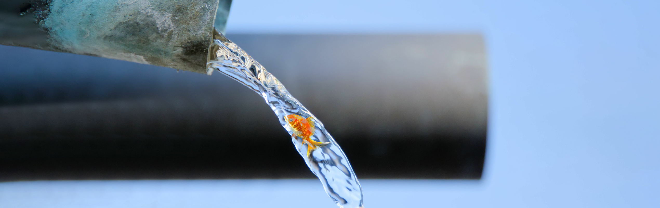 goldfish swimming against the flow